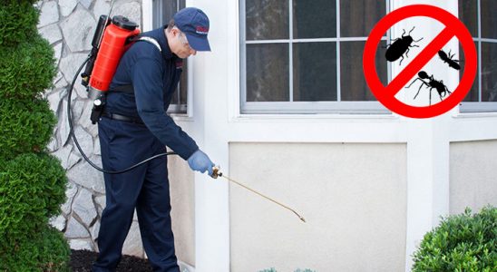 Beykoz Kene İlaçlama böcek ilaçlama ve haşere kontrolü — ilaclama-tr.com